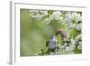 Tree Sparrow (Passer Montanus) Feeding A Fledgling-Fergus Gill-Framed Photographic Print