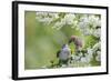 Tree Sparrow (Passer Montanus) Feeding A Fledgling-Fergus Gill-Framed Photographic Print