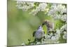 Tree Sparrow (Passer Montanus) Feeding A Fledgling-Fergus Gill-Mounted Photographic Print