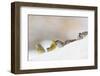 Tree Sparrow (Passer Montanus) (Right) and Yellowhammer (Emberiza Citrinella) Foraging on Snow, UK-Fergus Gill-Framed Photographic Print