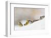 Tree Sparrow (Passer Montanus) (Right) and Yellowhammer (Emberiza Citrinella) Foraging on Snow, UK-Fergus Gill-Framed Photographic Print