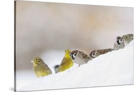 Tree Sparrow (Passer Montanus) (Right) and Yellowhammer (Emberiza Citrinella) Foraging on Snow, UK-Fergus Gill-Stretched Canvas