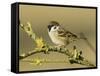 Tree Sparrow Perched on Lichen Covered Twig, Lincolnshire, England, UK-Andy Sands-Framed Stretched Canvas