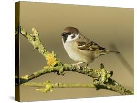 Tree Sparrow Perched on Lichen Covered Twig, Lincolnshire, England, UK-Andy Sands-Stretched Canvas
