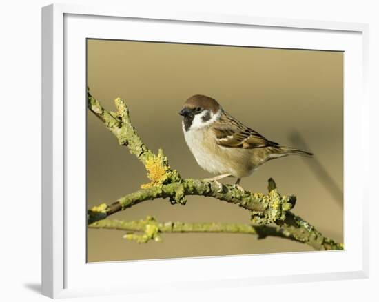 Tree Sparrow Perched on Lichen Covered Twig, Lincolnshire, England, UK-Andy Sands-Framed Photographic Print