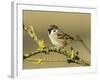 Tree Sparrow Perched on Lichen Covered Twig, Lincolnshire, England, UK-Andy Sands-Framed Photographic Print