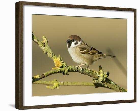 Tree Sparrow Perched on Lichen Covered Twig, Lincolnshire, England, UK-Andy Sands-Framed Photographic Print