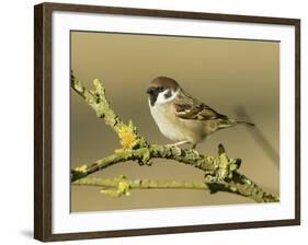 Tree Sparrow Perched on Lichen Covered Twig, Lincolnshire, England, UK-Andy Sands-Framed Photographic Print