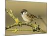 Tree Sparrow Perched on Lichen Covered Twig, Lincolnshire, England, UK-Andy Sands-Mounted Photographic Print