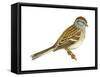 Tree Sparrow (Spizella Arborea), Birds-Encyclopaedia Britannica-Framed Stretched Canvas