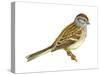 Tree Sparrow (Spizella Arborea), Birds-Encyclopaedia Britannica-Stretched Canvas