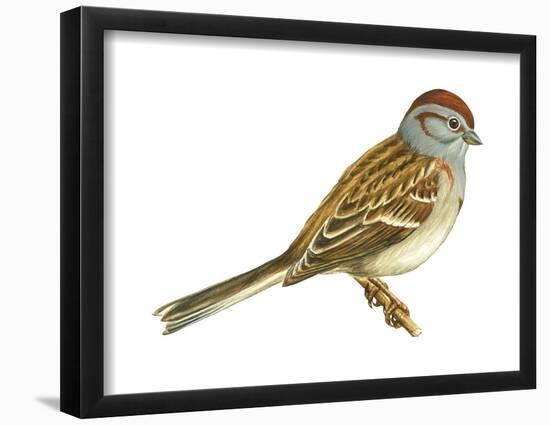 Tree Sparrow (Spizella Arborea), Birds-Encyclopaedia Britannica-Framed Poster