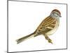 Tree Sparrow (Spizella Arborea), Birds-Encyclopaedia Britannica-Mounted Poster