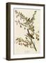 Tree Sparrow-null-Framed Giclee Print