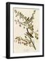 Tree Sparrow-null-Framed Giclee Print