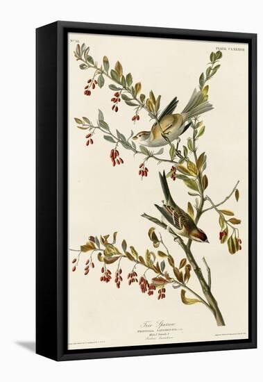 Tree Sparrow-null-Framed Stretched Canvas