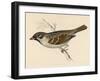 Tree Sparrow-Reverend Francis O. Morris-Framed Art Print