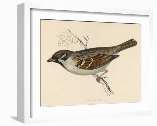 Tree Sparrow-Reverend Francis O. Morris-Framed Art Print