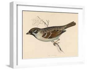 Tree Sparrow-Reverend Francis O. Morris-Framed Art Print