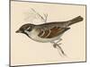 Tree Sparrow-Reverend Francis O. Morris-Mounted Art Print