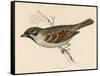 Tree Sparrow-Reverend Francis O. Morris-Framed Stretched Canvas