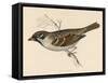 Tree Sparrow-Reverend Francis O. Morris-Framed Stretched Canvas