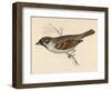 Tree Sparrow-Reverend Francis O. Morris-Framed Art Print