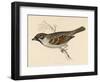 Tree Sparrow-Reverend Francis O. Morris-Framed Art Print