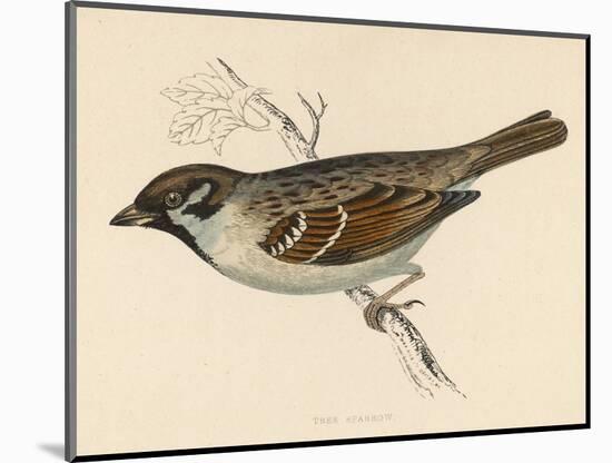 Tree Sparrow-Reverend Francis O. Morris-Mounted Art Print