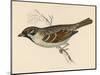 Tree Sparrow-Reverend Francis O. Morris-Mounted Art Print