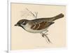 Tree Sparrow-Reverend Francis O. Morris-Framed Art Print