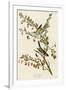 Gramercy White