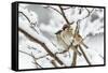 Tree sparrows (Passer montanus) in snow, Bavaria, Germany, March-Konrad Wothe-Framed Stretched Canvas