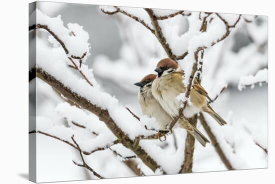 Tree sparrows (Passer montanus) in snow, Bavaria, Germany, March-Konrad Wothe-Stretched Canvas