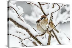 Tree sparrows (Passer montanus) in snow, Bavaria, Germany, March-Konrad Wothe-Stretched Canvas