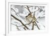 Tree sparrows (Passer montanus) in snow, Bavaria, Germany, March-Konrad Wothe-Framed Photographic Print