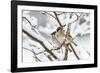 Tree sparrows (Passer montanus) in snow, Bavaria, Germany, March-Konrad Wothe-Framed Photographic Print