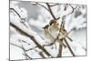 Tree sparrows (Passer montanus) in snow, Bavaria, Germany, March-Konrad Wothe-Mounted Photographic Print