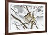 Tree sparrows (Passer montanus) in snow, Bavaria, Germany, March-Konrad Wothe-Framed Photographic Print