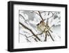 Tree sparrows (Passer montanus) in snow, Bavaria, Germany, March-Konrad Wothe-Framed Photographic Print