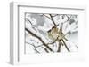 Tree sparrows (Passer montanus) in snow, Bavaria, Germany, March-Konrad Wothe-Framed Photographic Print