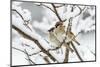 Tree sparrows (Passer montanus) in snow, Bavaria, Germany, March-Konrad Wothe-Mounted Photographic Print