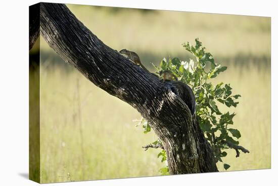 Tree Squirrel (Paraxerus Cepapi), South Luangwa National Park, Zambia, Africa-Janette Hill-Stretched Canvas