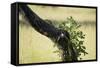 Tree Squirrel (Paraxerus Cepapi), South Luangwa National Park, Zambia, Africa-Janette Hill-Framed Stretched Canvas