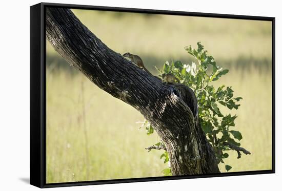 Tree Squirrel (Paraxerus Cepapi), South Luangwa National Park, Zambia, Africa-Janette Hill-Framed Stretched Canvas