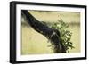 Tree Squirrel (Paraxerus Cepapi), South Luangwa National Park, Zambia, Africa-Janette Hill-Framed Photographic Print