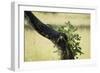 Tree Squirrel (Paraxerus Cepapi), South Luangwa National Park, Zambia, Africa-Janette Hill-Framed Photographic Print