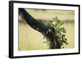 Tree Squirrel (Paraxerus Cepapi), South Luangwa National Park, Zambia, Africa-Janette Hill-Framed Photographic Print