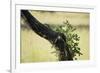 Tree Squirrel (Paraxerus Cepapi), South Luangwa National Park, Zambia, Africa-Janette Hill-Framed Photographic Print