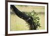 Tree Squirrel (Paraxerus Cepapi), South Luangwa National Park, Zambia, Africa-Janette Hill-Framed Photographic Print